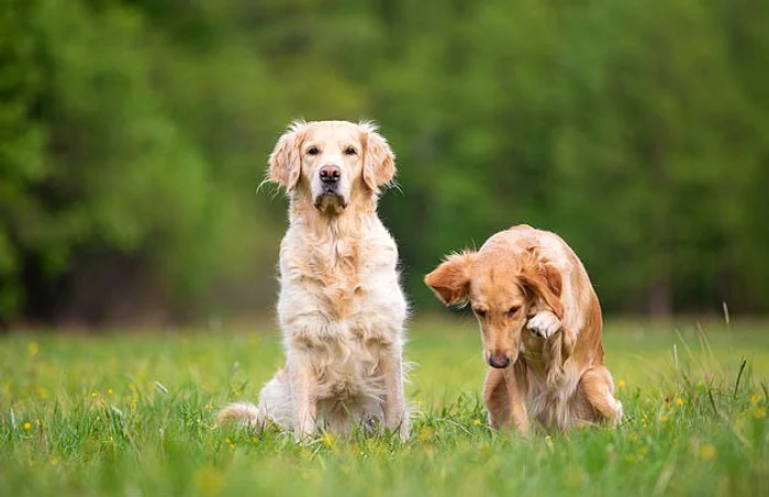 Oscar și Milos de abia te așteaptă în Londra să te joci cu eifoto: Shutterstock