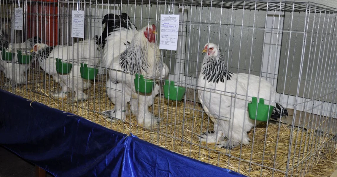expozitie de pasari si animale de rasa la Turnu Severin FOTO Corina Macavei 