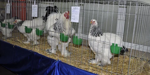 expozitie de pasari si animale de rasa la Turnu Severin FOTO Corina Macavei 