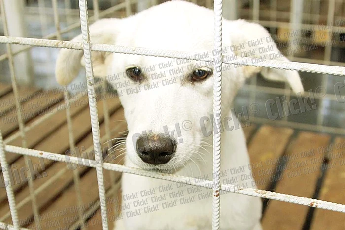 Gabriel, 9 ani, a văzut  în ziarul Click! un căţel  care i-a plăcut şi a vrut  să-l ia acasă, dar ieri  n-a fost zi de adopţii (Fotografii: Zoltan Lorencz)