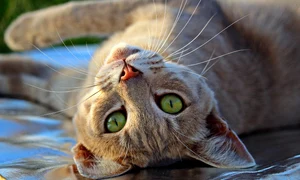 cat 2596506 1280 jpg