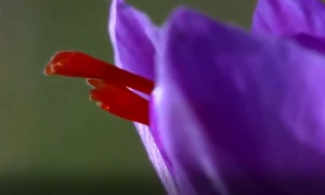 floare de sofran jpg
