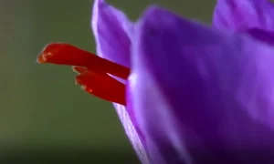 floare de sofran jpg