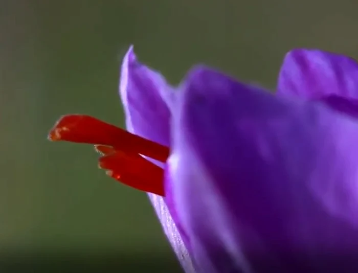 floare de sofran jpg