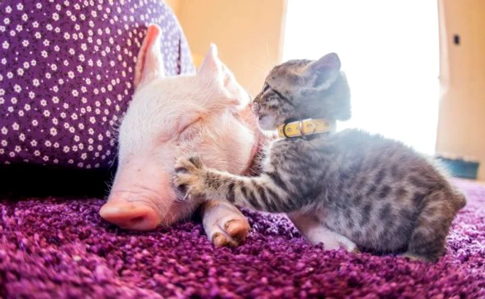 Laura și Marina dorm împreunăFoto: Facebook