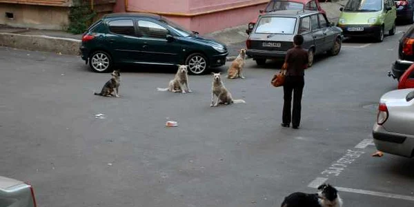 Oraşul este, în continuare, plin de câini comunitari