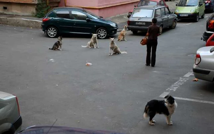 Oraşul este, în continuare, plin de câini comunitari