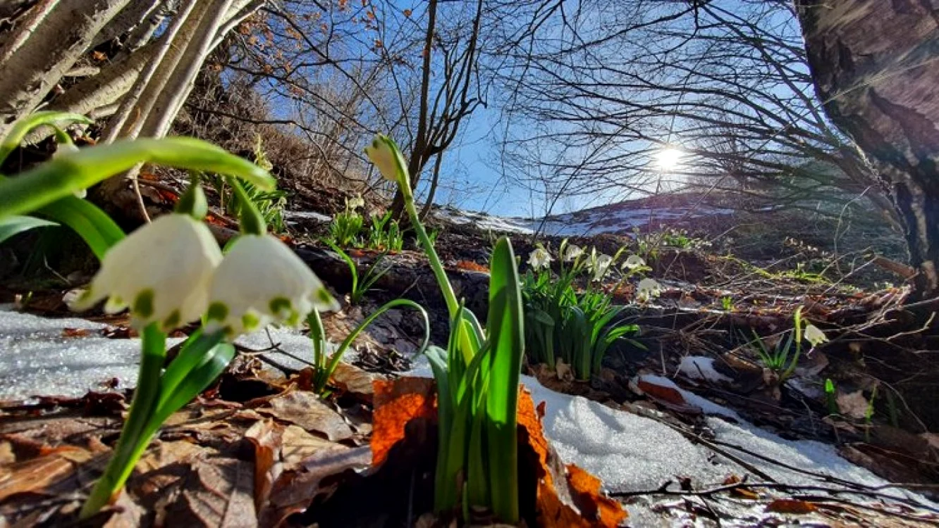Fundătura Ponorului primăvara foto Tiberiu Mariş facebook
