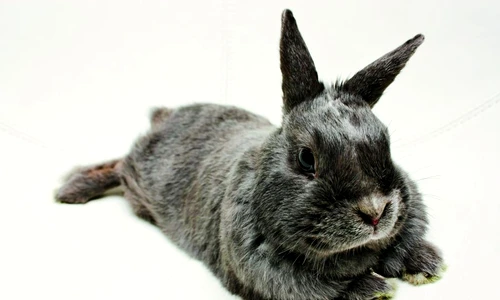 1 56496 original jpg jpeg