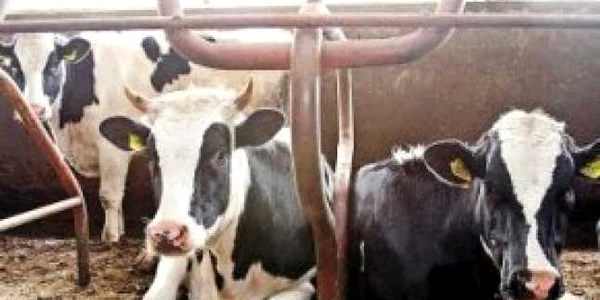 Importul de animale vii a crescut în primele cinci luni cu peste 35% în valoare
