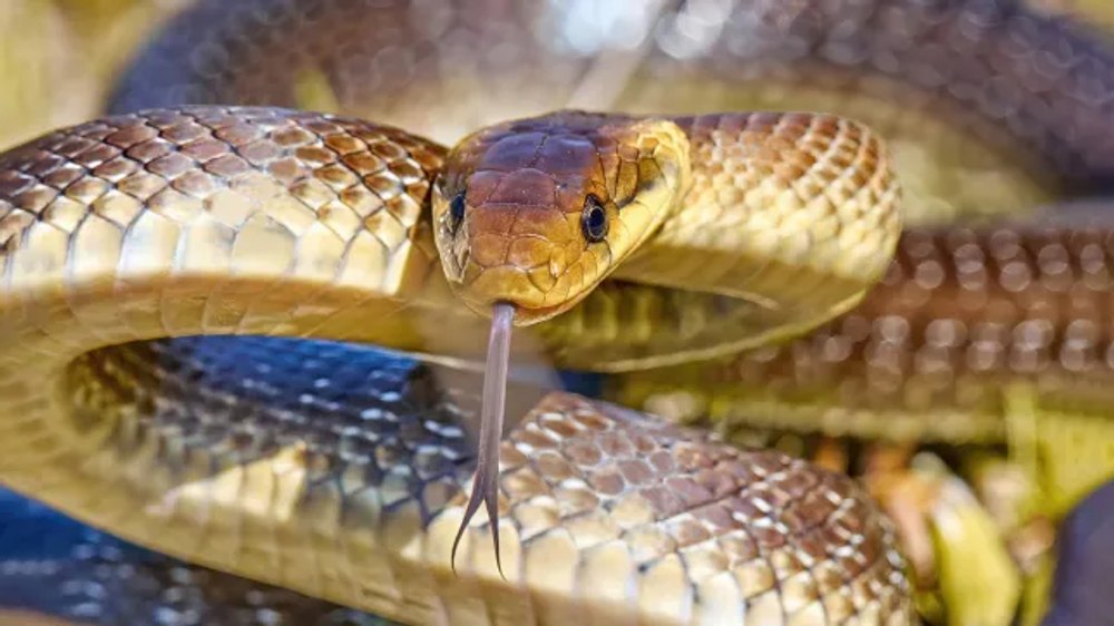 Șerpi de doi metri lungime au invadat Marea Britanie, trăind în poduri și pereți. De ce comportamentul reptilelor este „neobișnuit” 