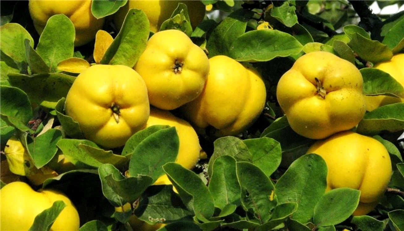 Fructe