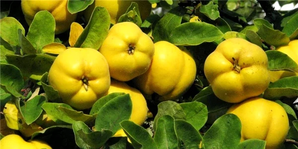 Fructe