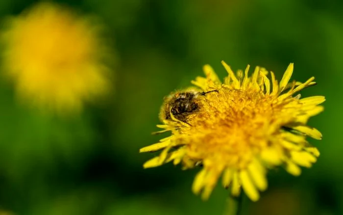 parcul dendrologic simeria foto ovidiu manoilescu