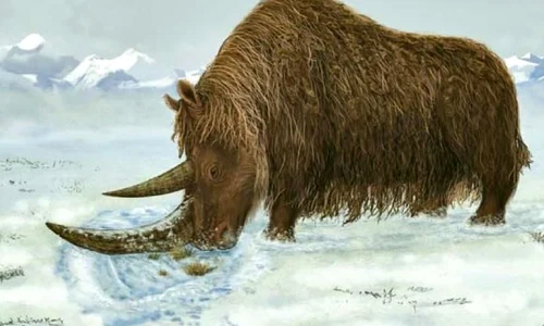 Rinocer preistoric găsit la o mină jpeg