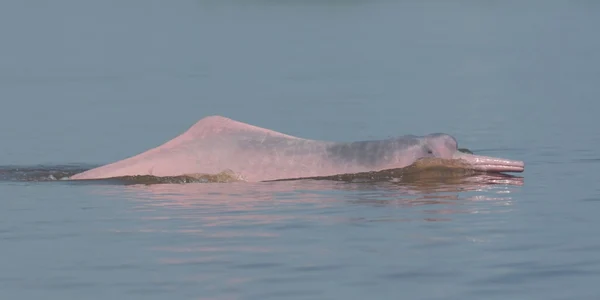 delfin roz de amazon shutterstock 1370860565 jpg
