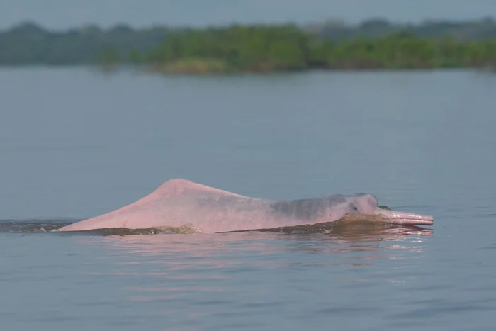 Delfin de Amazon Foto Shutterstock