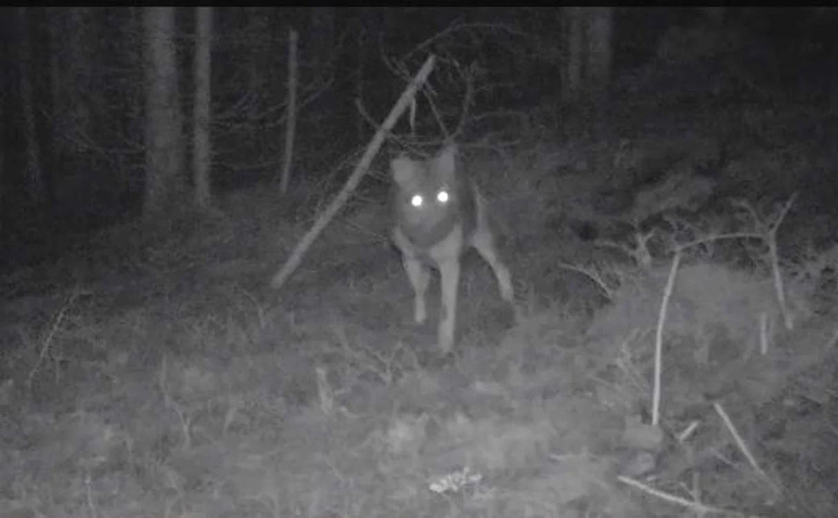 Lupul observă camera care luminează zona din apropiere FOTO captură video Facebook