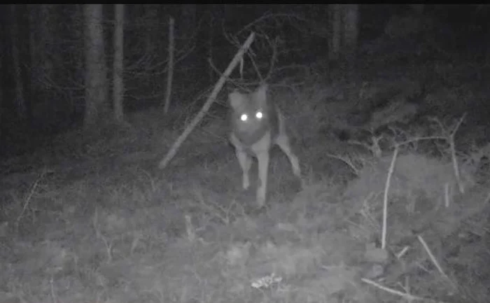 Lupul observă camera care luminează zona din apropiere FOTO captură video Facebook