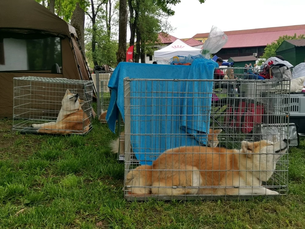 Expoziție de câini la Timișoara FOTO Ștefan Both
