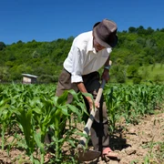 taran camp prasit porumb sapa manual agricultura rudimentară foto shutterstock