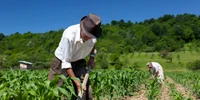 taran camp prasit porumb sapa manual agricultura rudimentară foto shutterstock