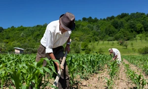 taran camp prasit porumb sapa manual agricultura rudimentară foto shutterstock