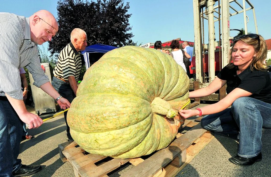 
    376 kg  
