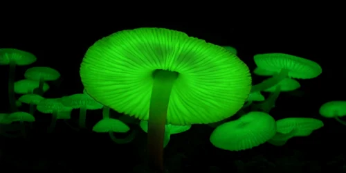 ciuperca fosforescenta