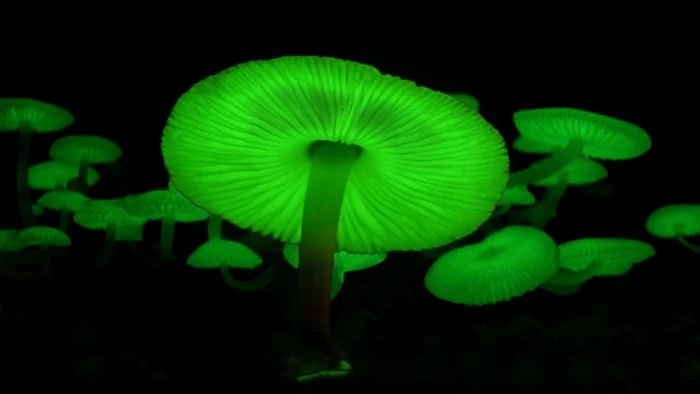 Ciupercile fosforescente luminează pentru a atrage insecte