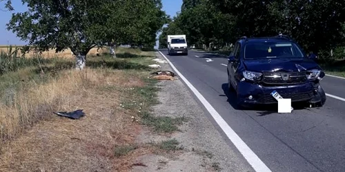 Capre omorâte într-un accident rutier FOTO FB Iulia Vucmanovici