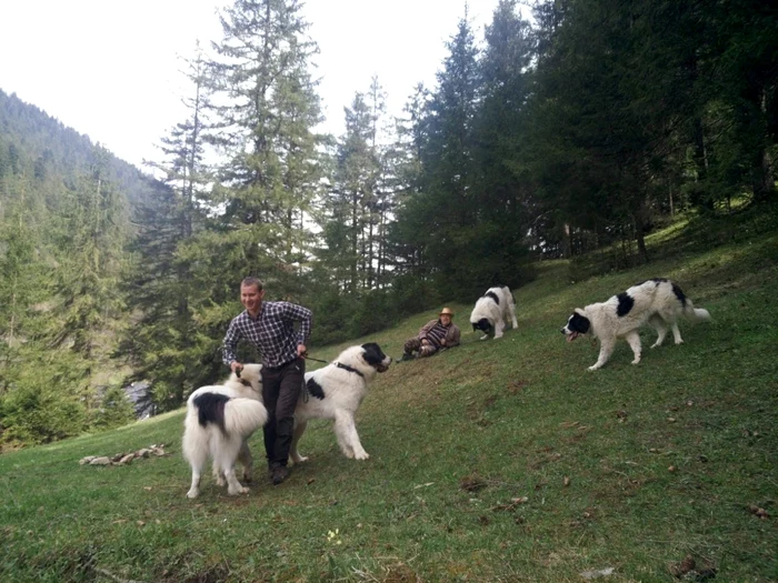 ciobănescul românesc de bucovina 
