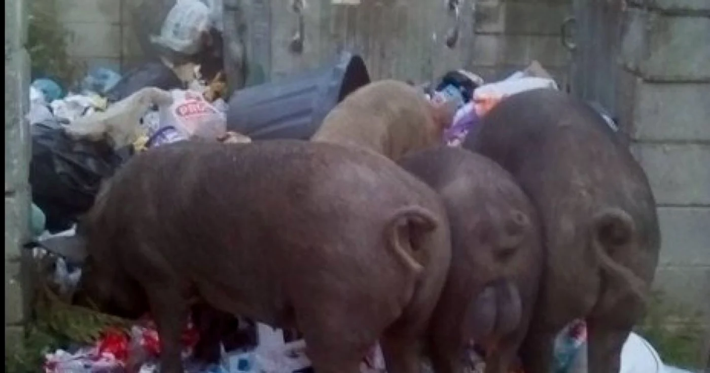 Porci câutând mâncare la ghena dintr-un cartier de blocuri FOTO Facebook/Aurelia Cobzariu