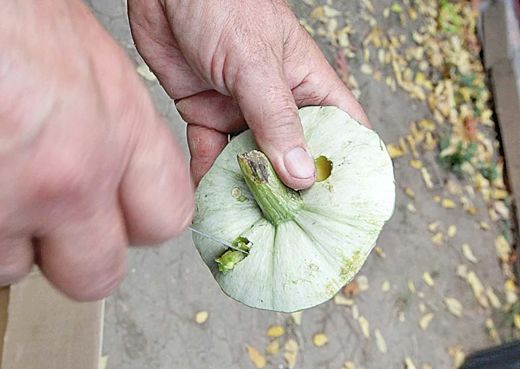 Dovleac