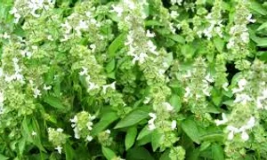 busuiocul regele ierburilor aromatice jpg 1 jpeg