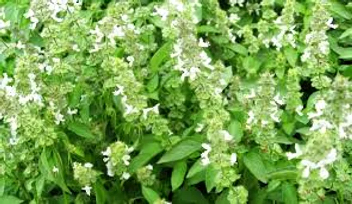 Busuiocul combate infecțiileSursa foto:Basilica.ro