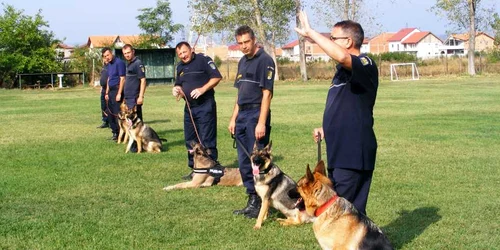 câini politia de frontiera mehedinti