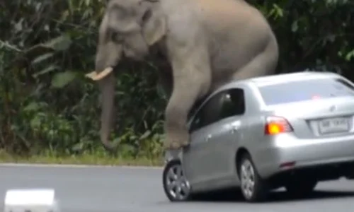 elephant 5 jpeg