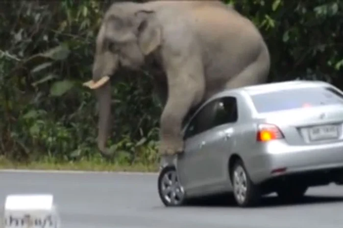 Animalul în călduri a vrut să facă dragoste cu mașina turiștilorFoto: Captură video