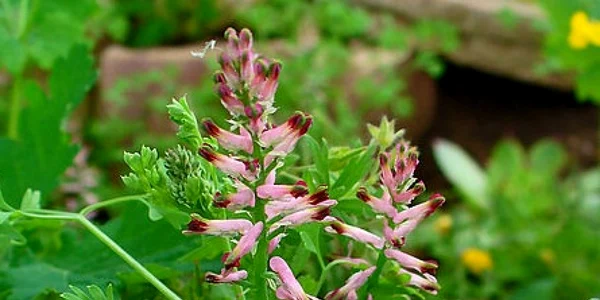 fumarita