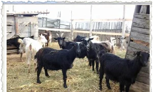 Florin Slabu şi Constantin  Doroftei se ocupă cu oieritul  de când se ştiu jpeg