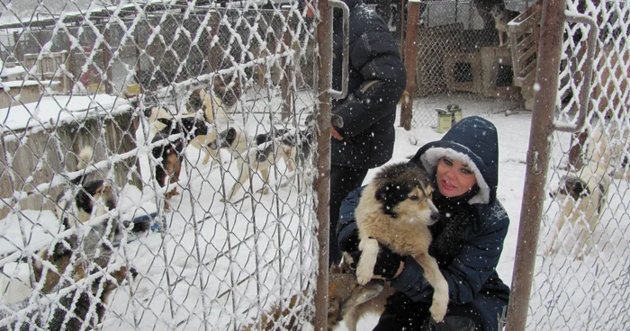 Nouă tone de mâncare lunar consumă câinii aflaţi în padocul Asociaţiei Pro Animals