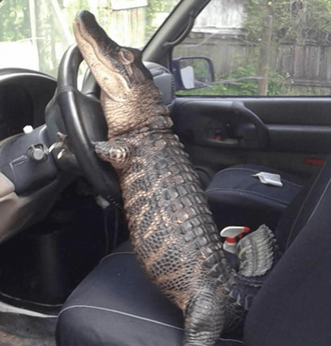 Content image
