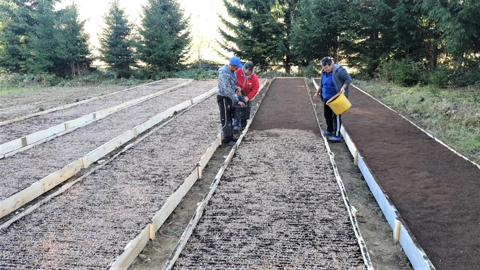 Semănături de brad. FOTO Alina Maria Dungă - Ocolul Silvic Covasna