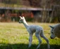 Pui de Alpaca adus pe lume la poalele Retezatului Foto Dino World Transylvania (5) jpg