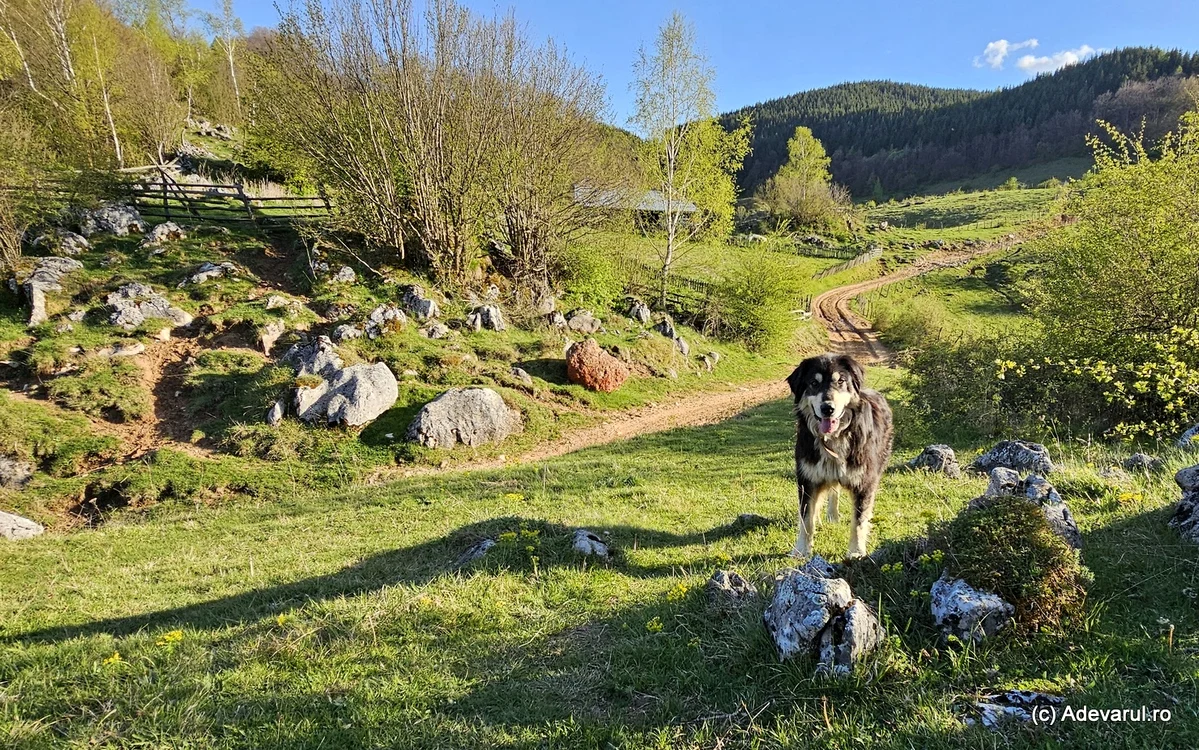 Câine în Fundătura Ponorului. Foto: Daniel Guță ADEVĂRUL