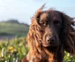 Otto, cățelul familiei de Wales. FOTO: Instagram