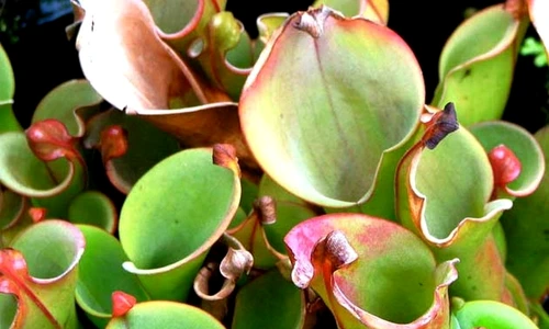 1 47811 original jpg jpeg