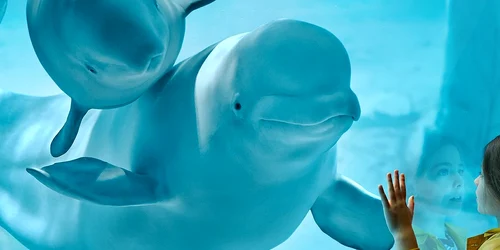 oceanografic valencia jpg