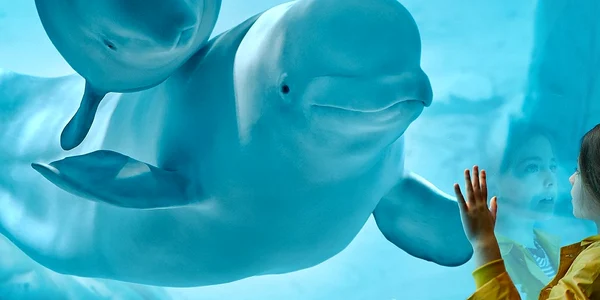oceanografic valencia jpg